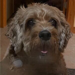 Meet your Posher, Sheryl